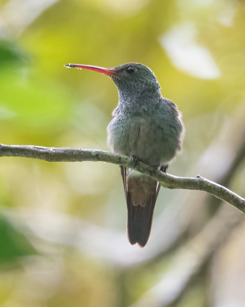 Rufous-tailed Hummingbird - ML621180085