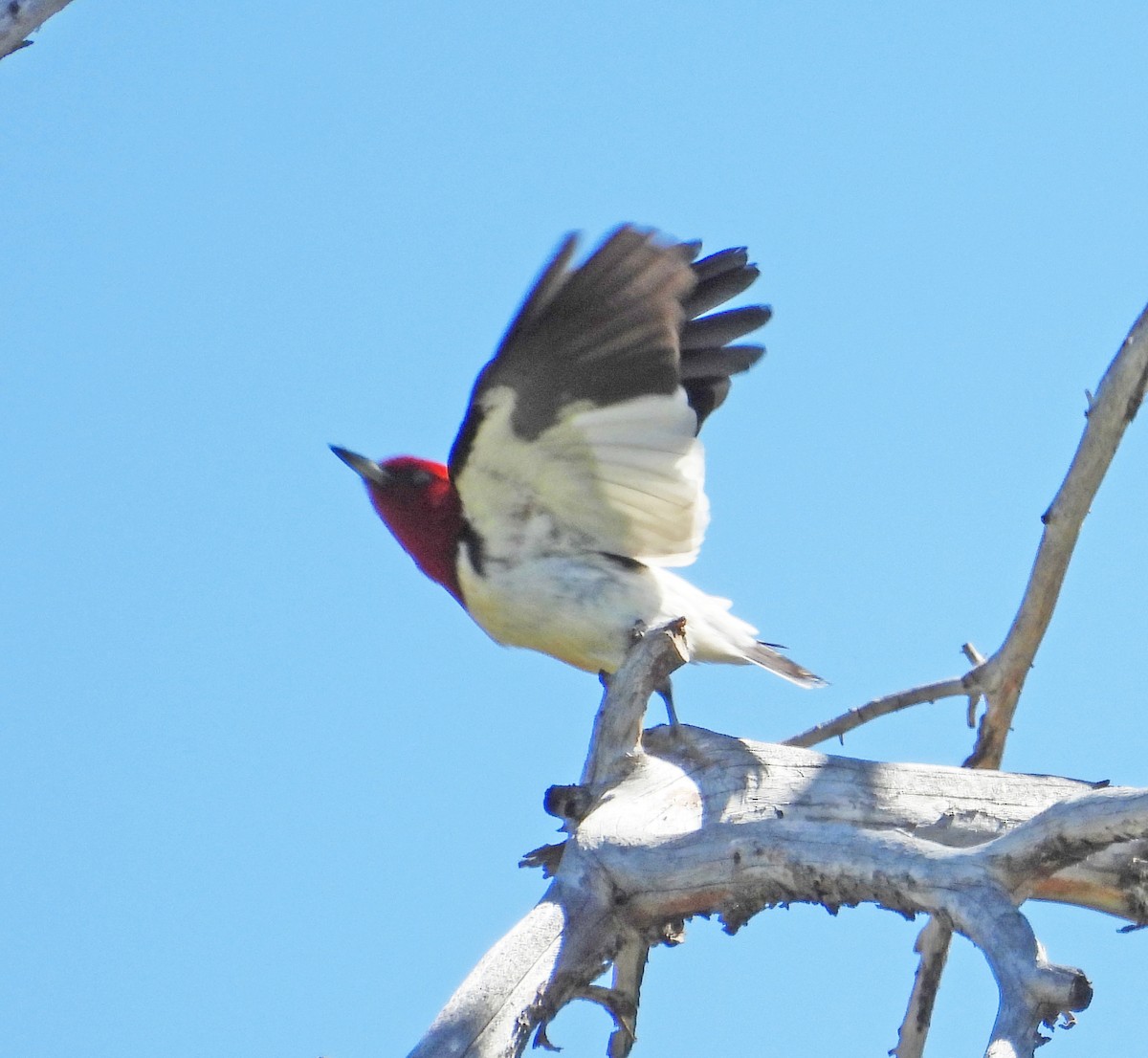Red-headed Woodpecker - ML621180105