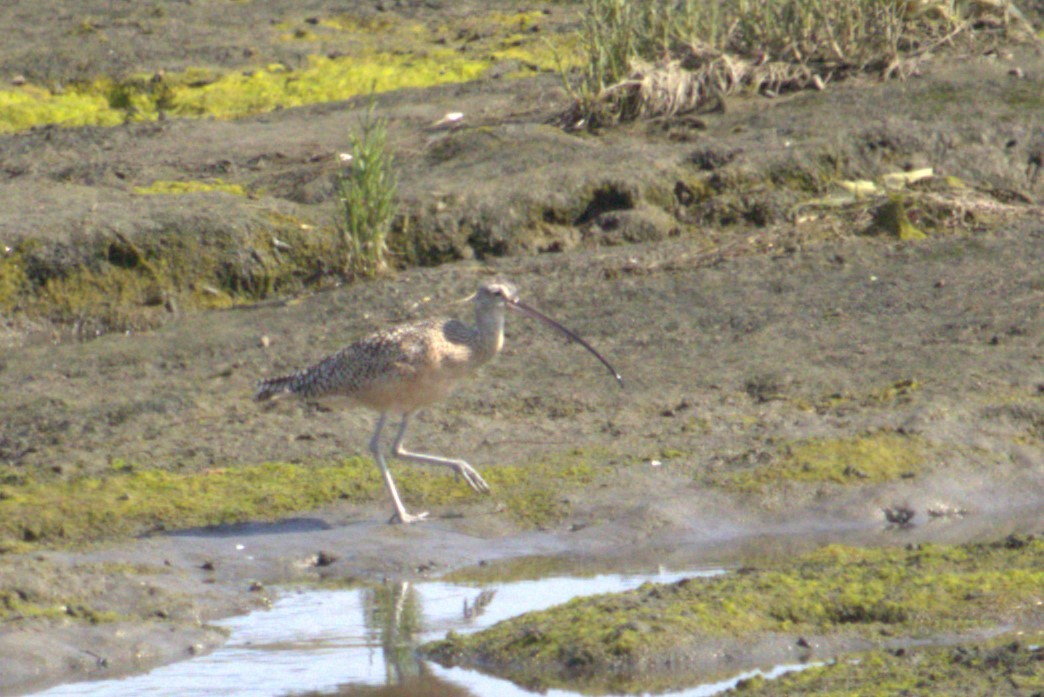 Long-billed Curlew - ML621180108