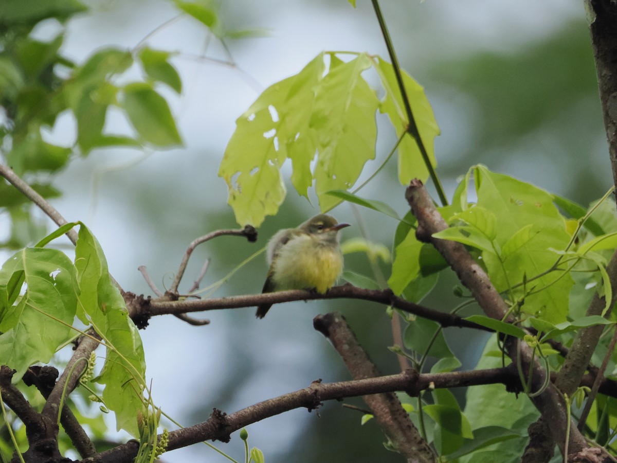 Little Green Sunbird - ML621180112