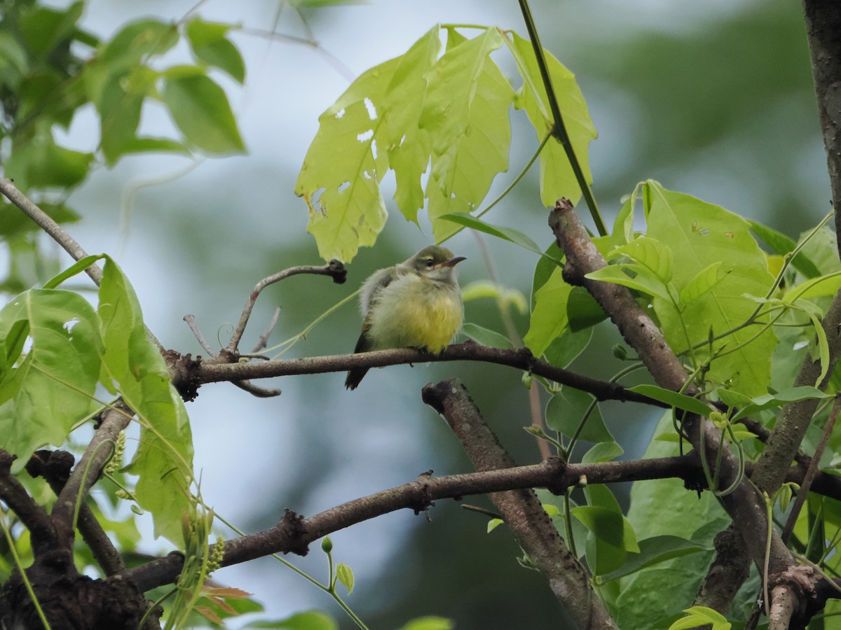 Little Green Sunbird - ML621180113