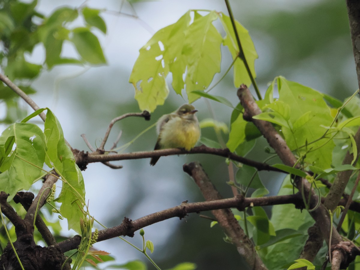 Little Green Sunbird - ML621180114