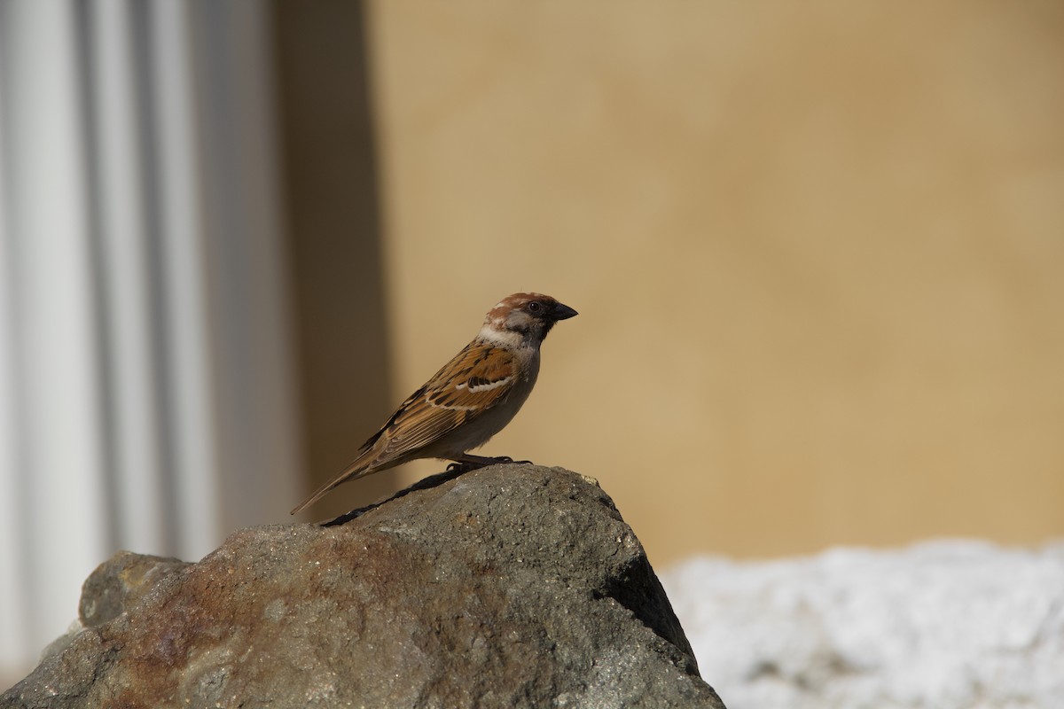 Eurasian Tree Sparrow - ML621180160