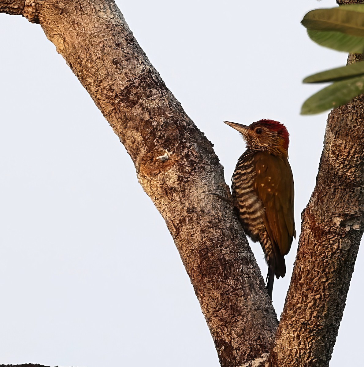 Golden-collared Woodpecker - ML621180165