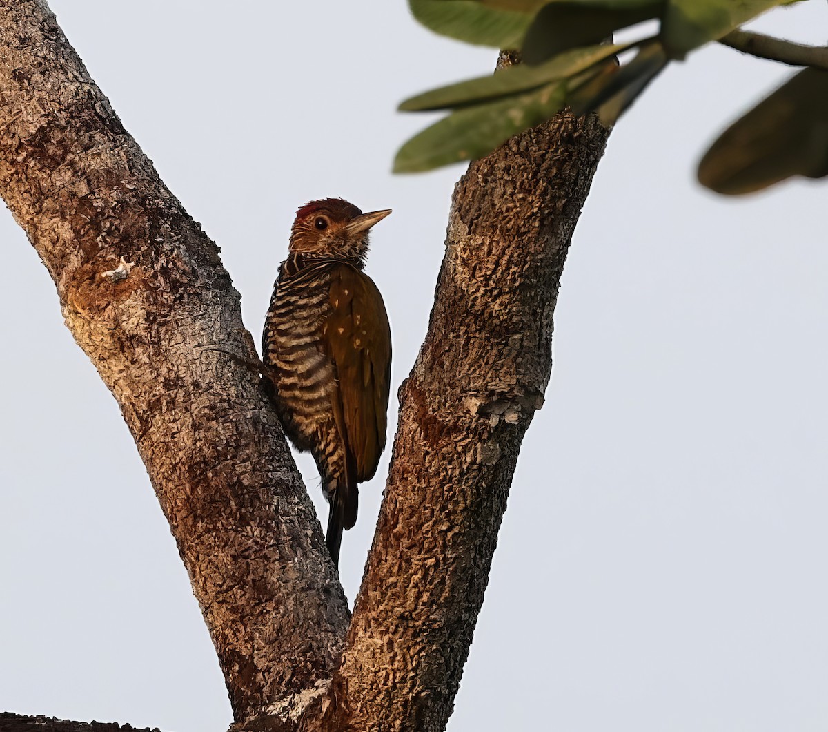 Golden-collared Woodpecker - ML621180179