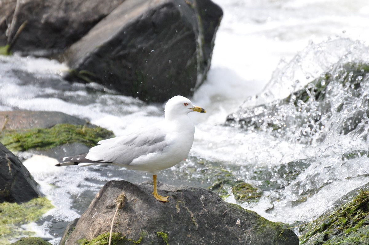 Ring-billed Gull - Rebecca Rogge