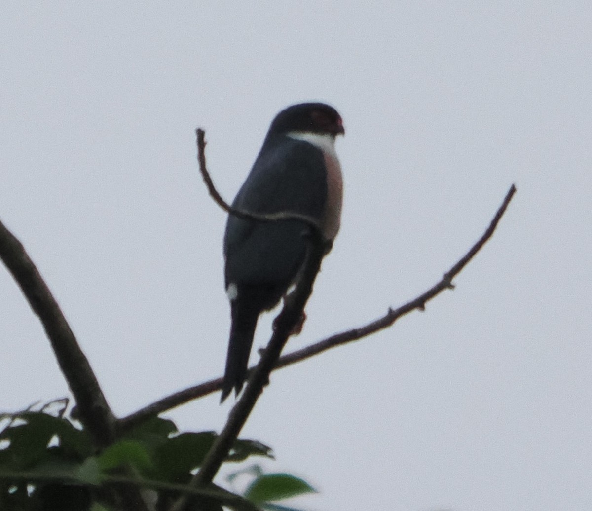 Red-thighed Sparrowhawk - ML621180233