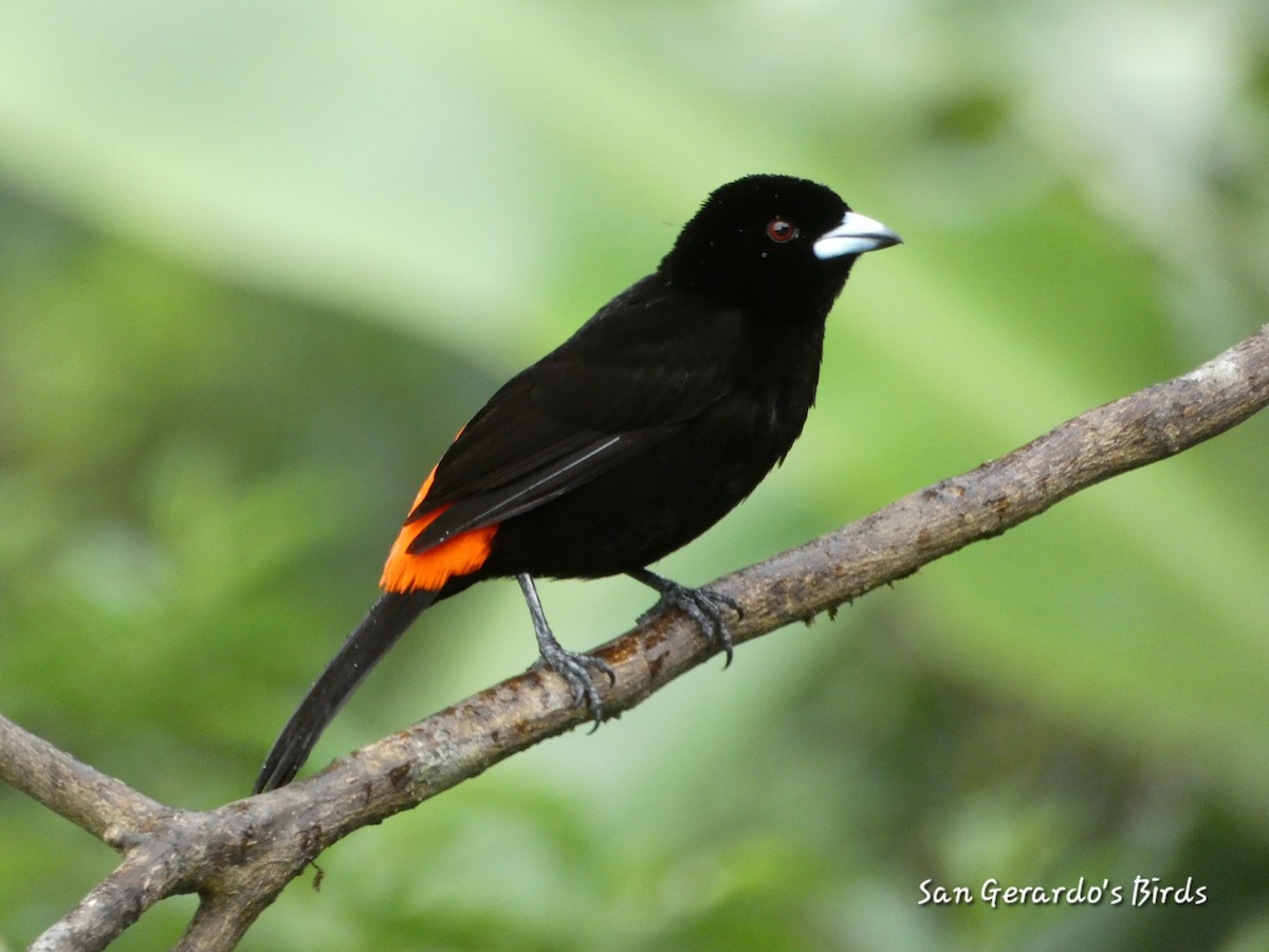 Scarlet-rumped Tanager - ML621180234