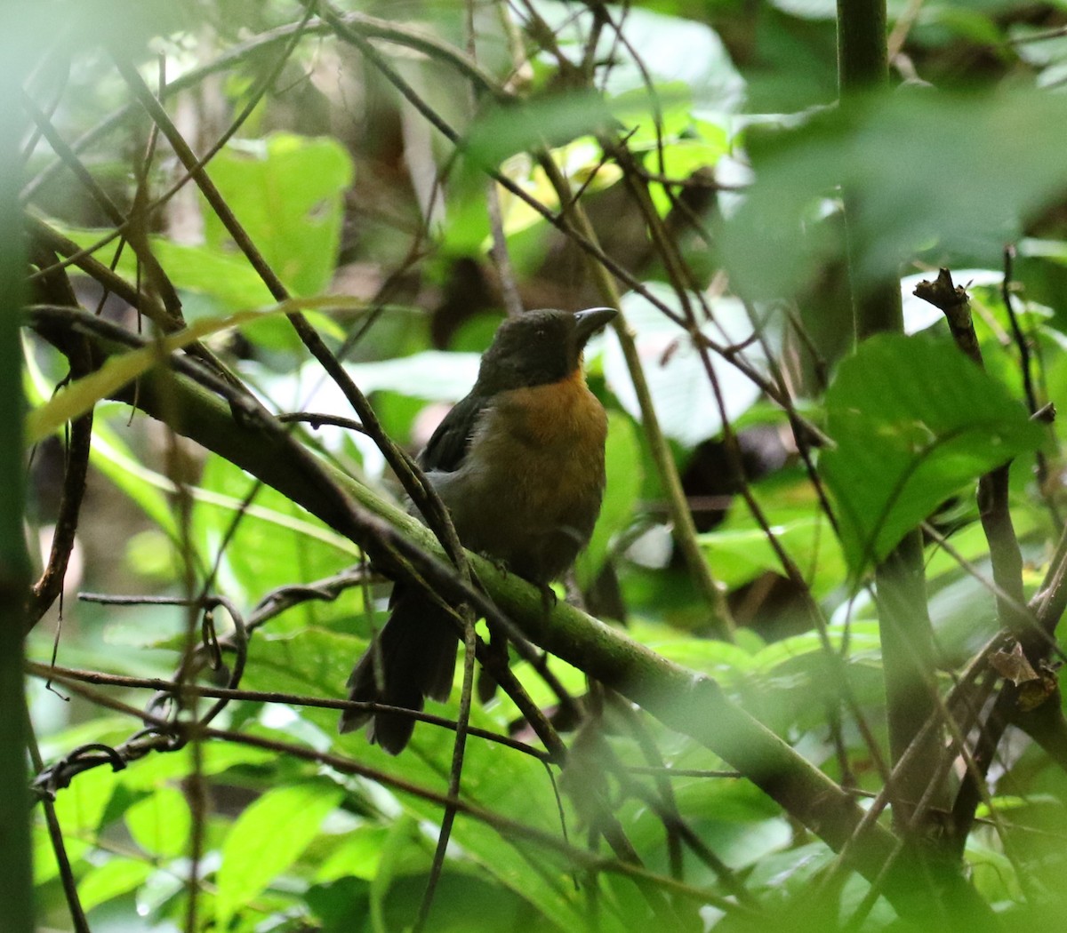 Black-cheeked Ant-Tanager - ML621180242