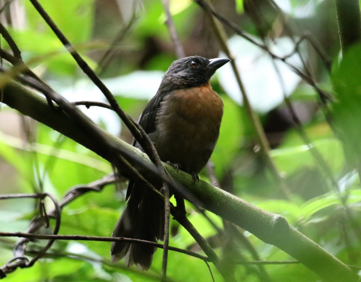 Black-cheeked Ant-Tanager - ML621180252