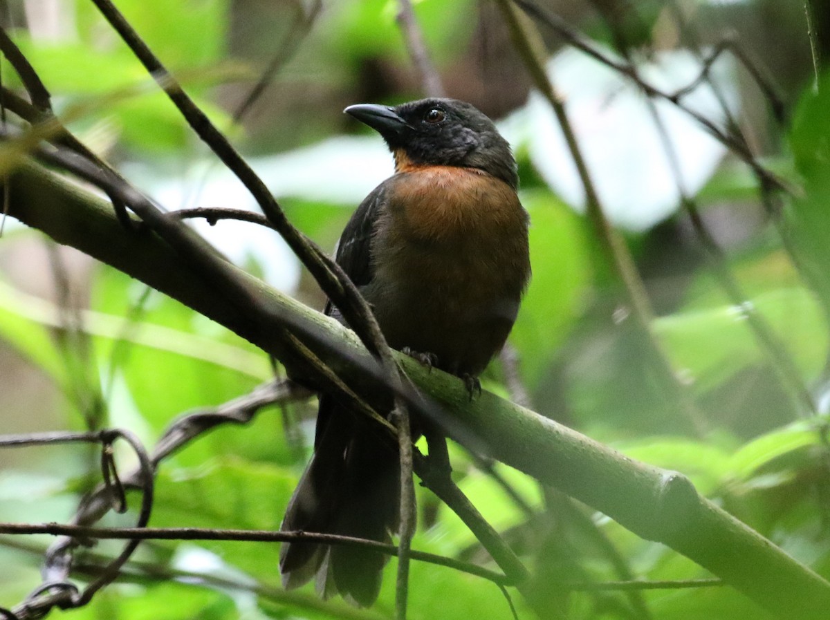 Black-cheeked Ant-Tanager - ML621180253