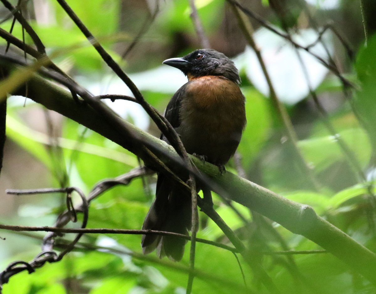 Black-cheeked Ant-Tanager - ML621180254