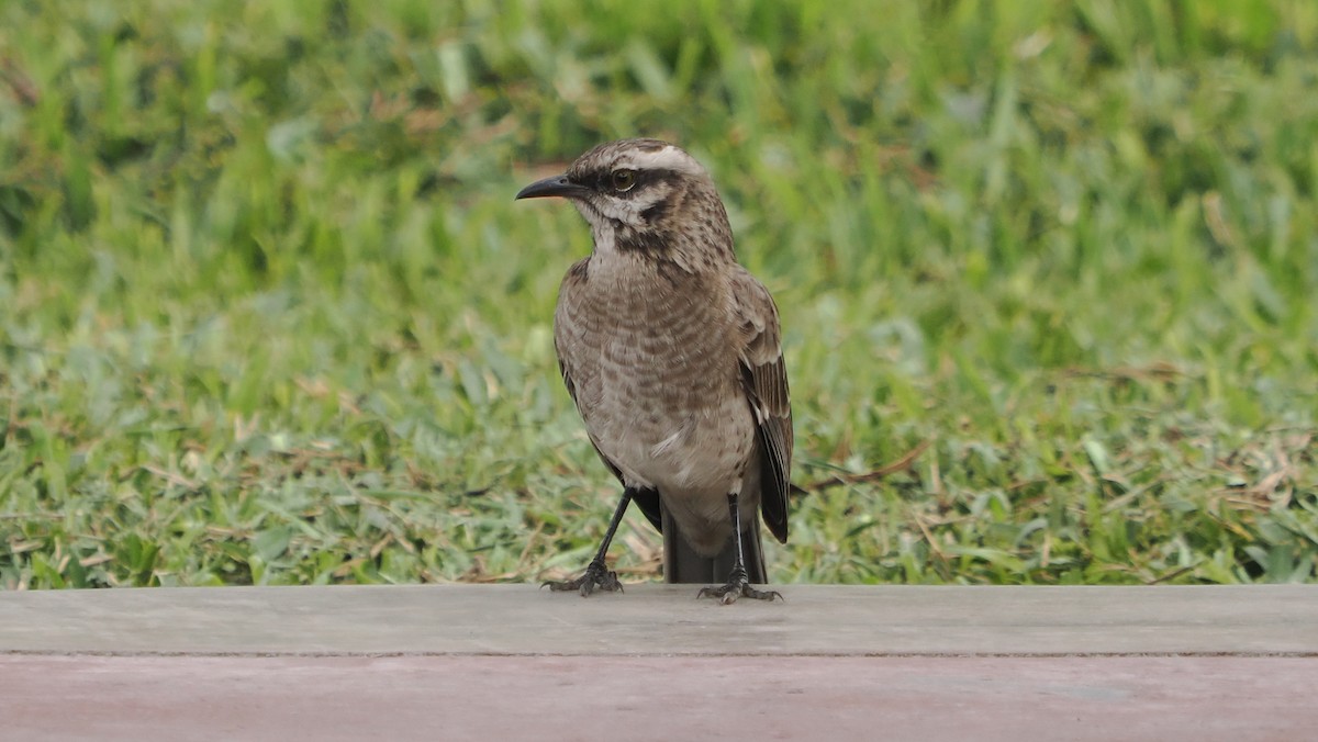 Long-tailed Mockingbird - ML621180283