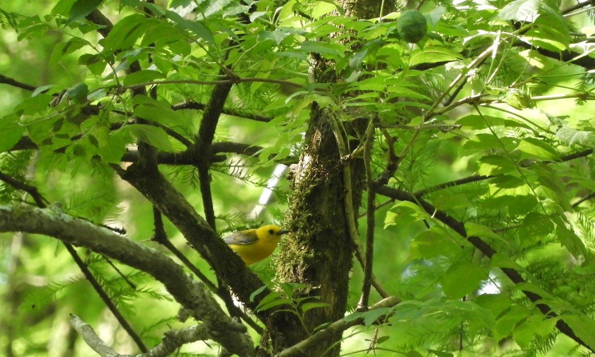 Prothonotary Warbler - ML621180303
