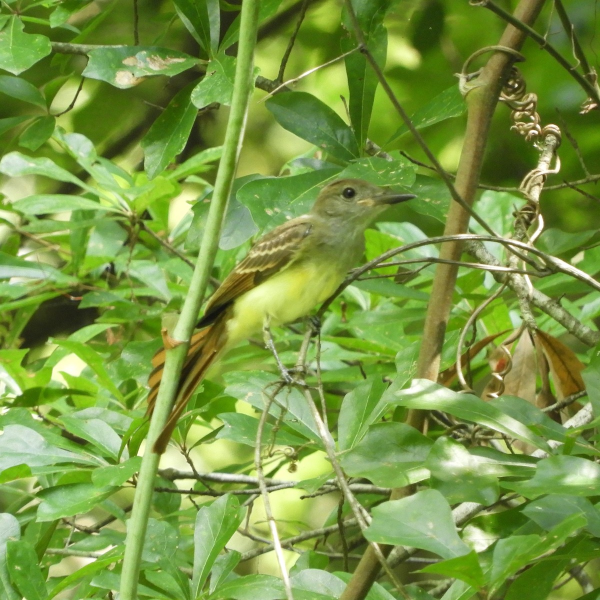 Great Crested Flycatcher - ML621180304