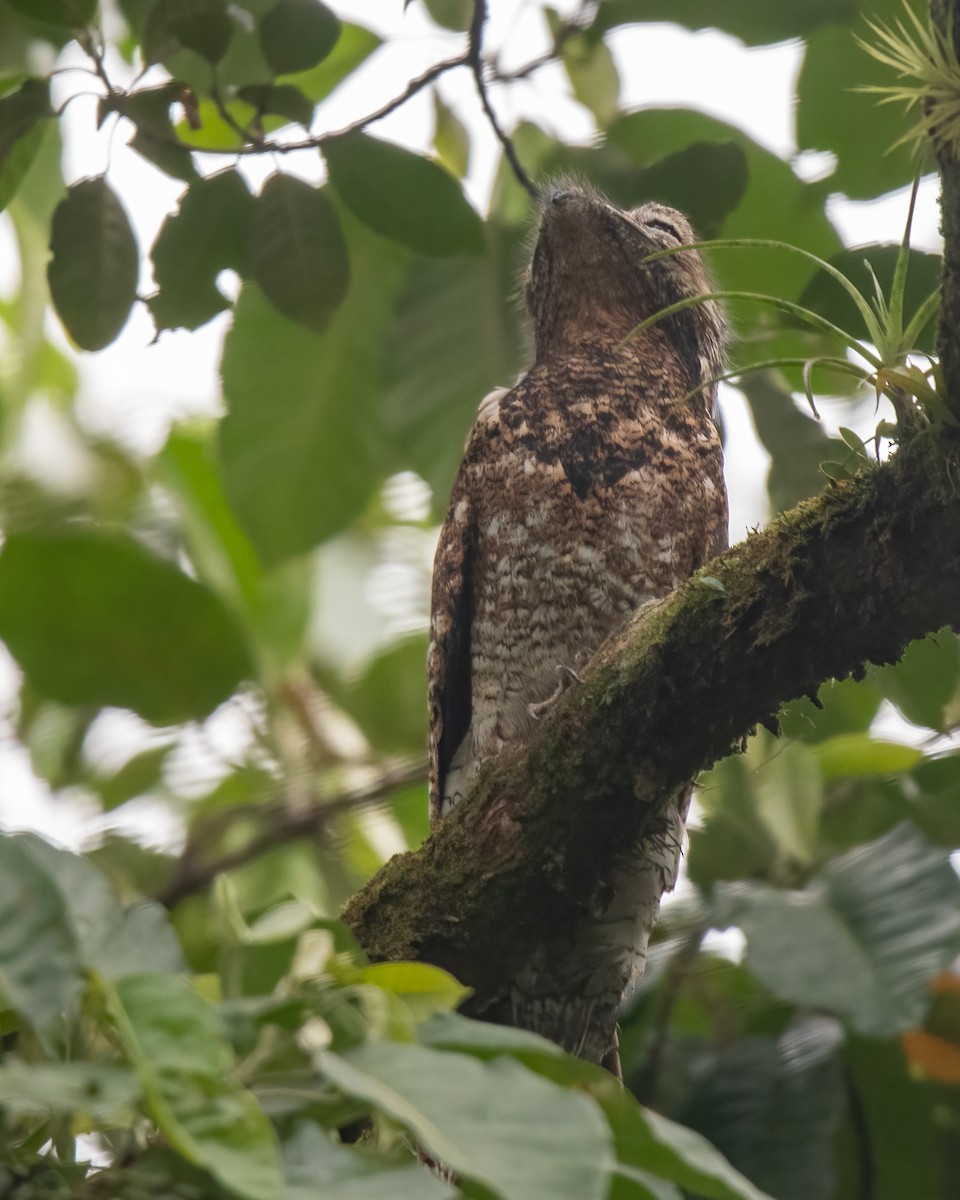 Great Potoo - ML621180330