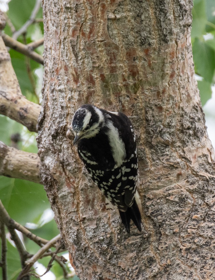 Downy Woodpecker - ML621180346