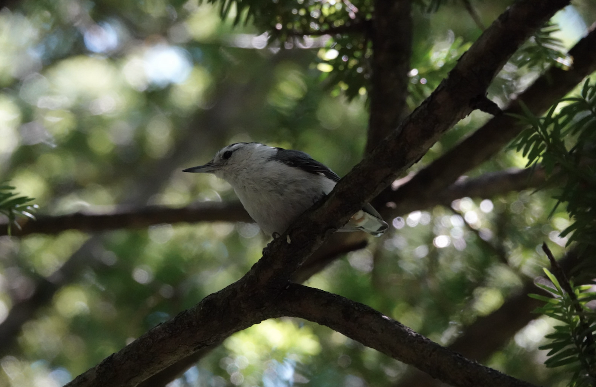 White-breasted Nuthatch - ML621180357