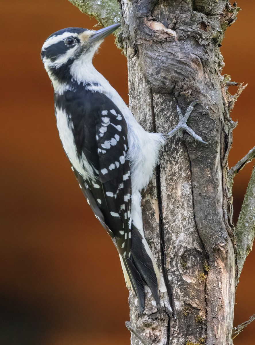 Hairy Woodpecker - ML621180358