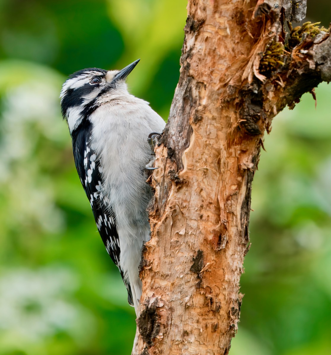 Downy Woodpecker - ML621180395