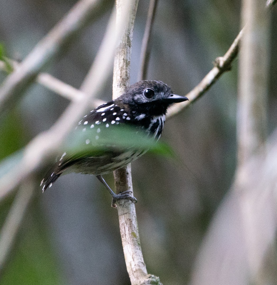 Dot-backed Antbird - ML621180405