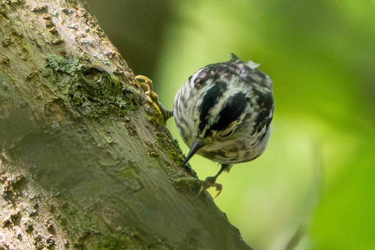 Black-and-white Warbler - ML621180427