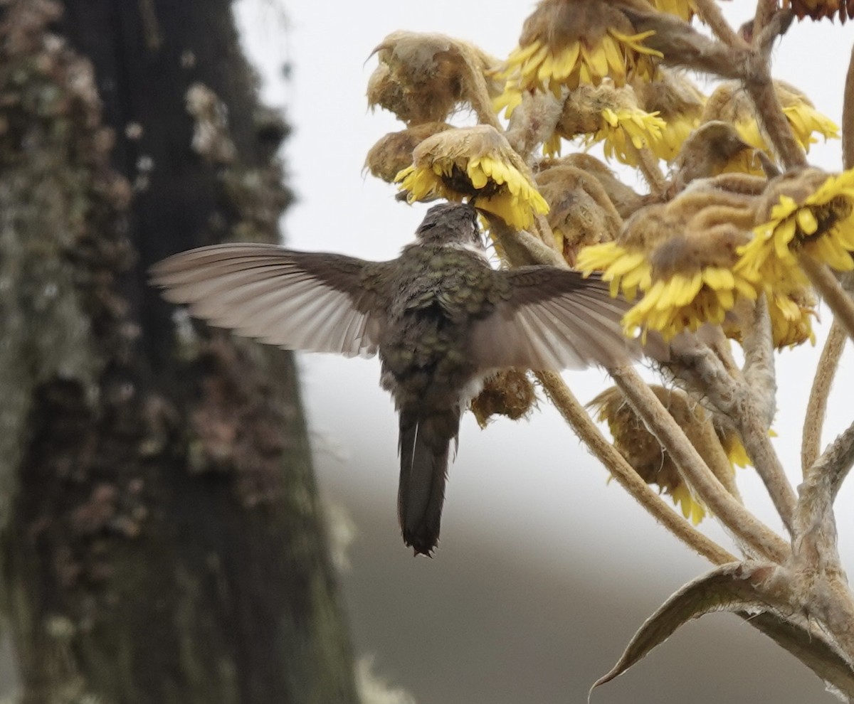 kolibřík přílbový - ML621180429