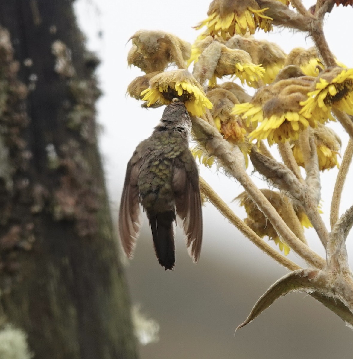 kolibřík přílbový - ML621180430