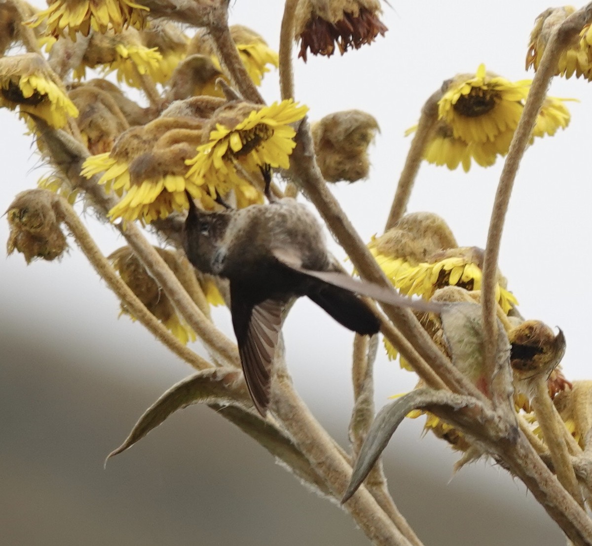kolibřík přílbový - ML621180431