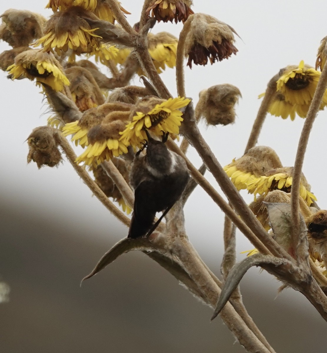 kolibřík přílbový - ML621180432