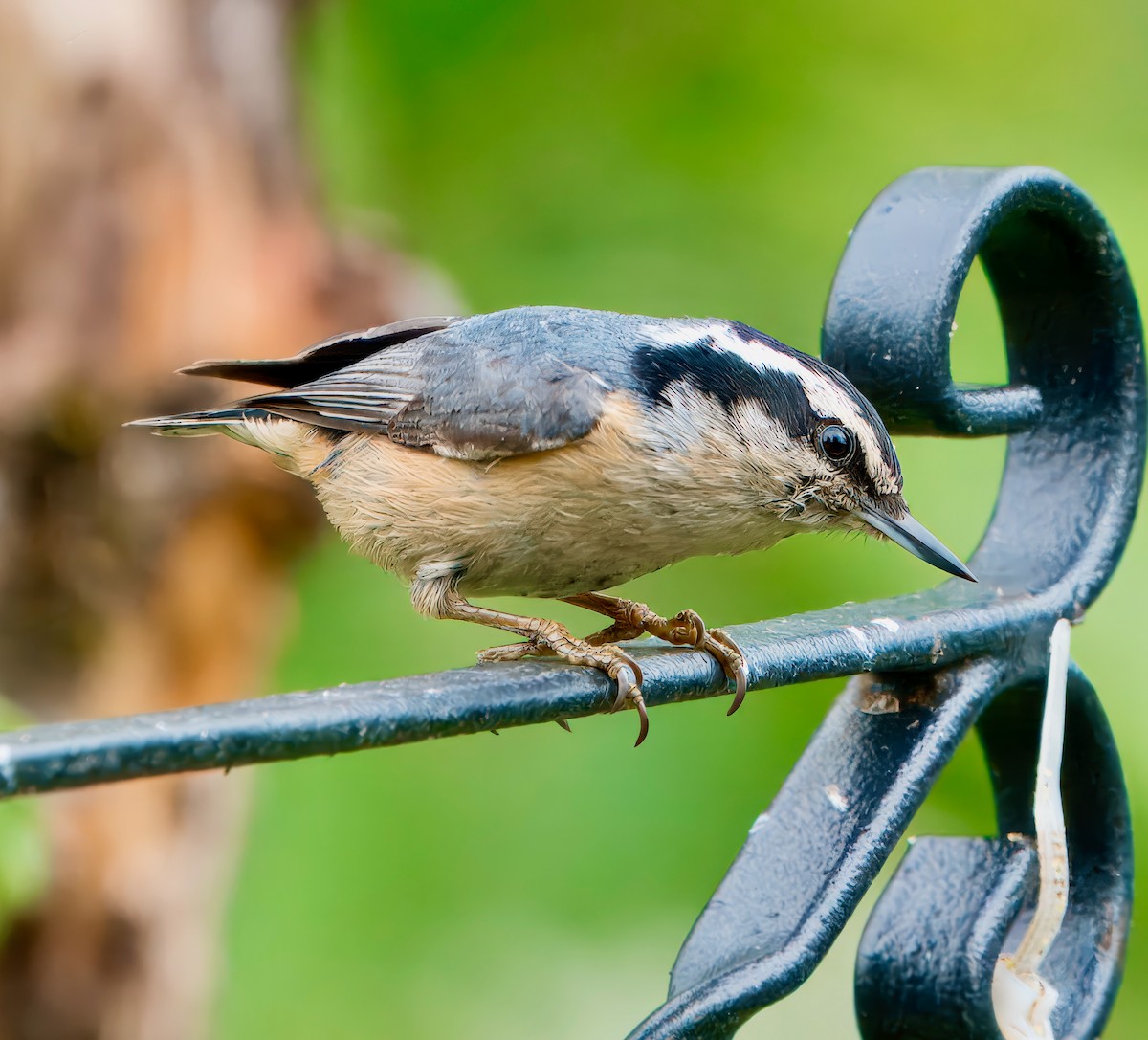 Red-breasted Nuthatch - ML621180435