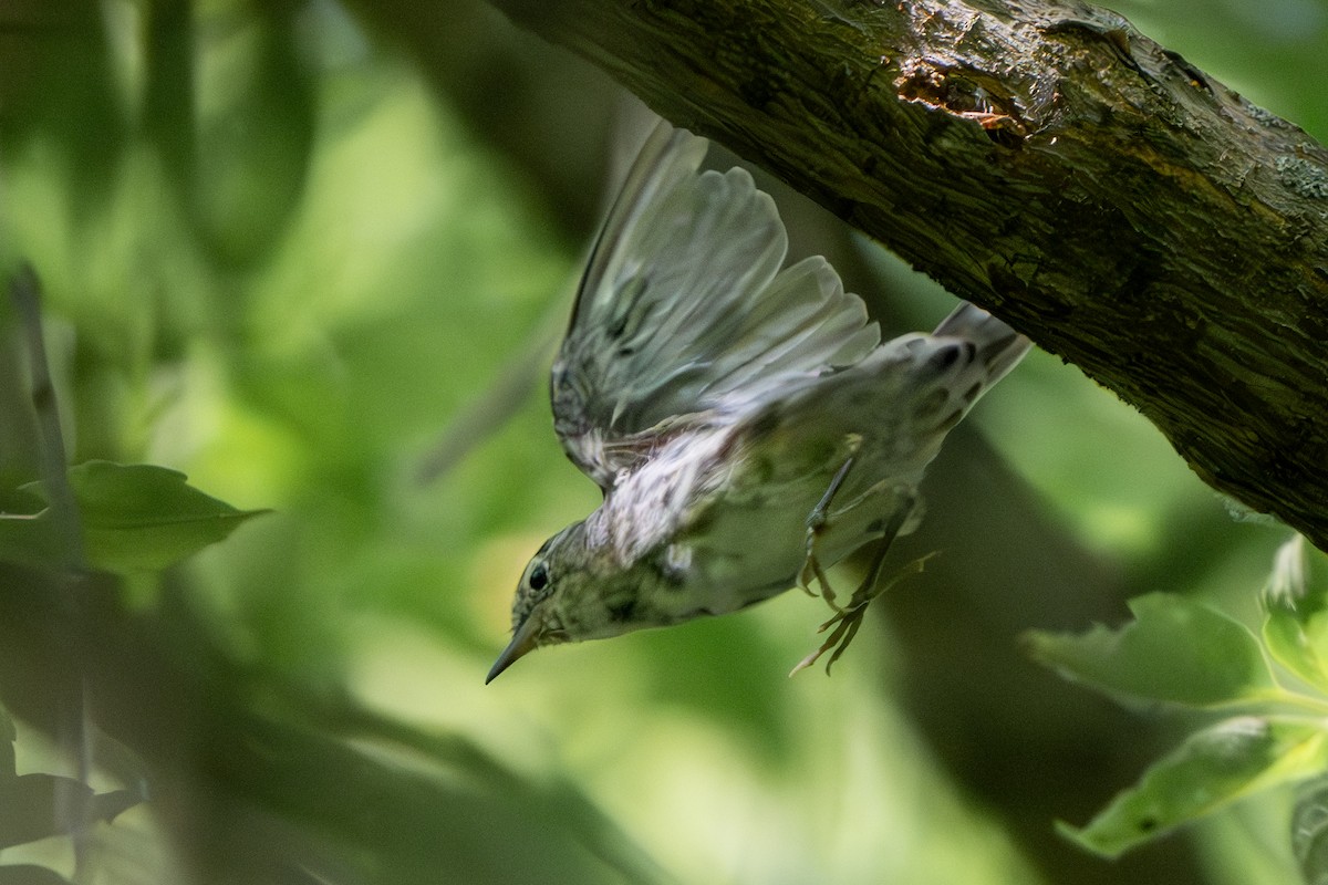 Black-and-white Warbler - ML621180438