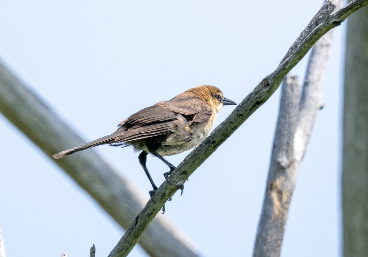 Boat-tailed Grackle - ML621180466