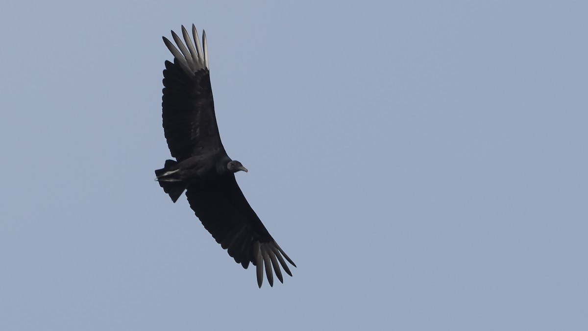 Black Vulture - ML621180489