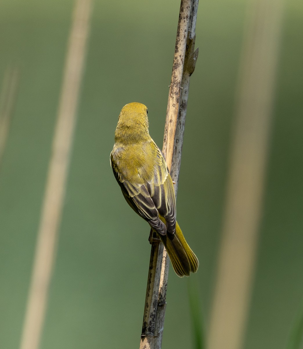Yellow Warbler - ML621180501