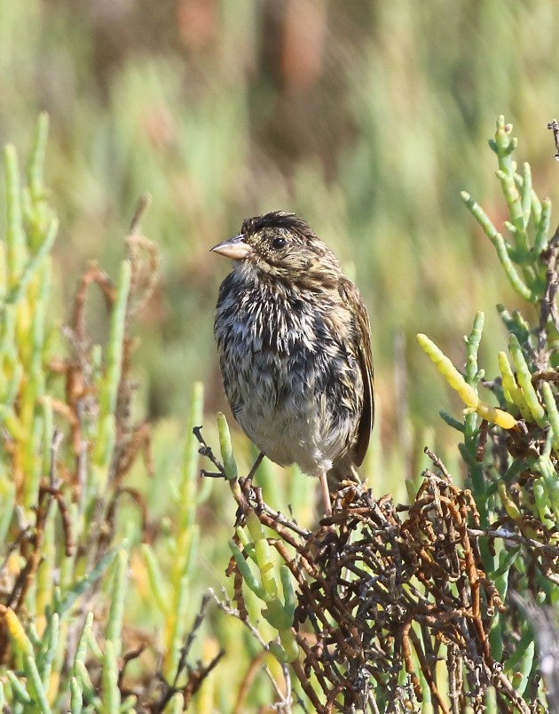 Savannah Sparrow - ML621180517