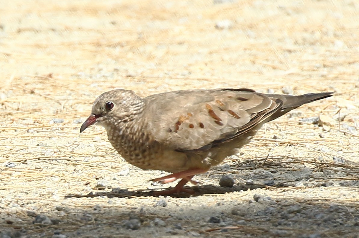 Common Ground Dove - ML621180539