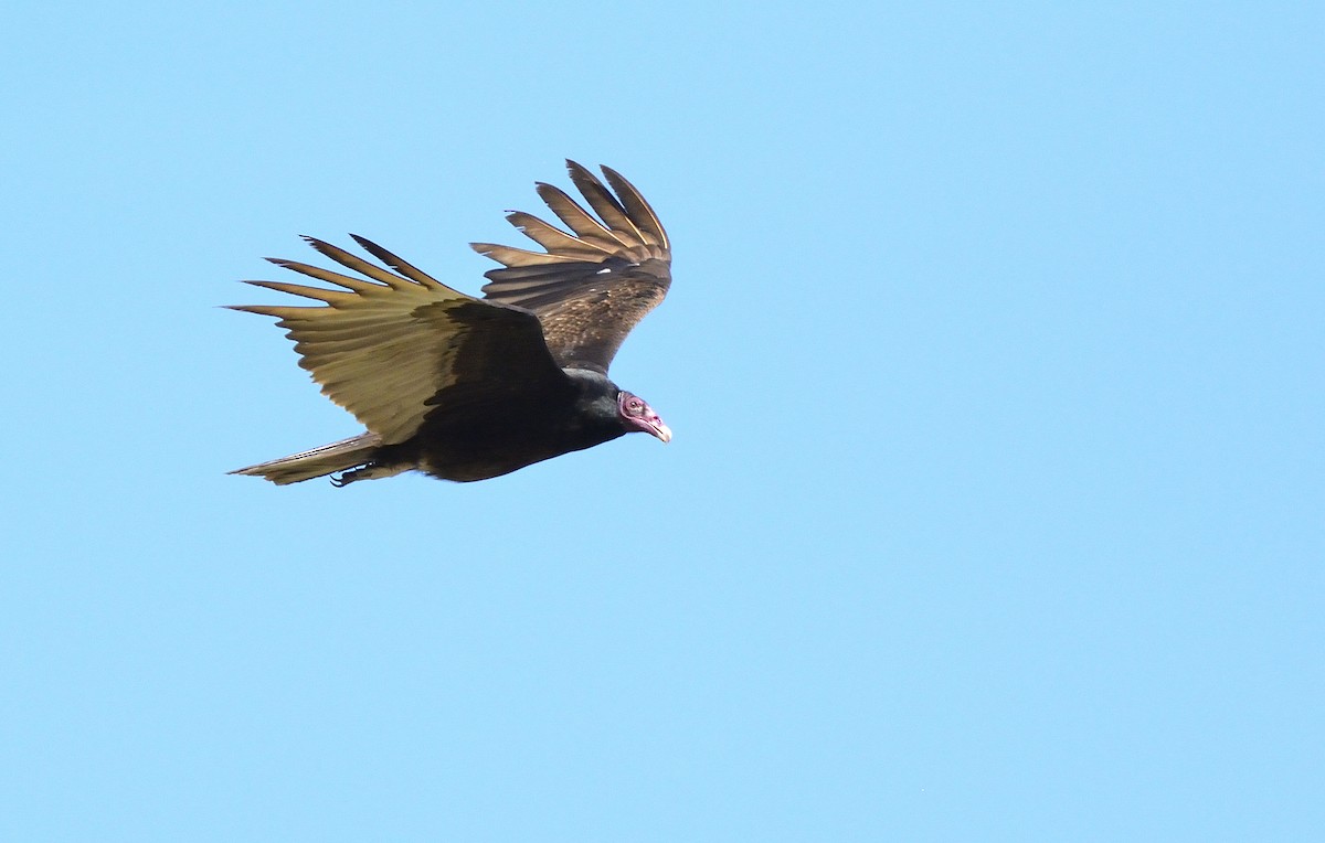 Turkey Vulture - ML621180542