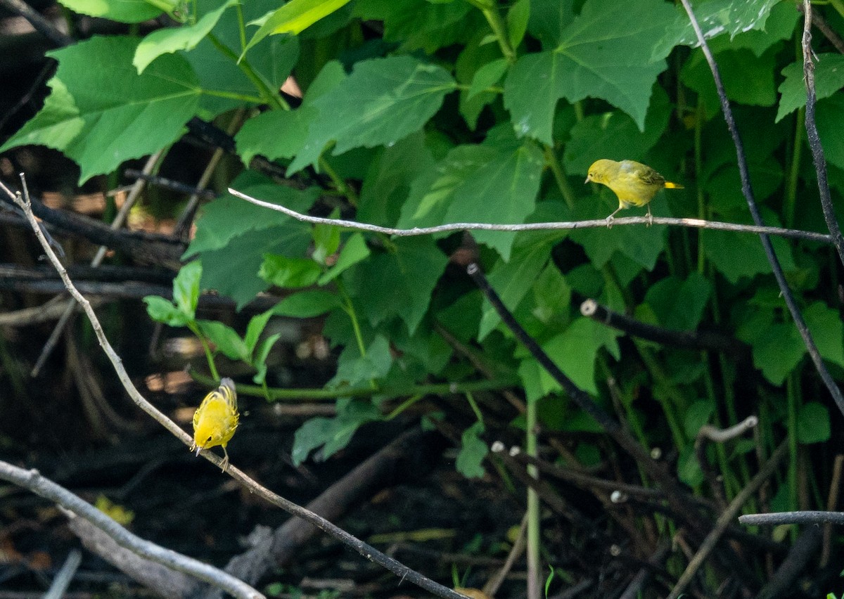 Yellow Warbler - ML621180545