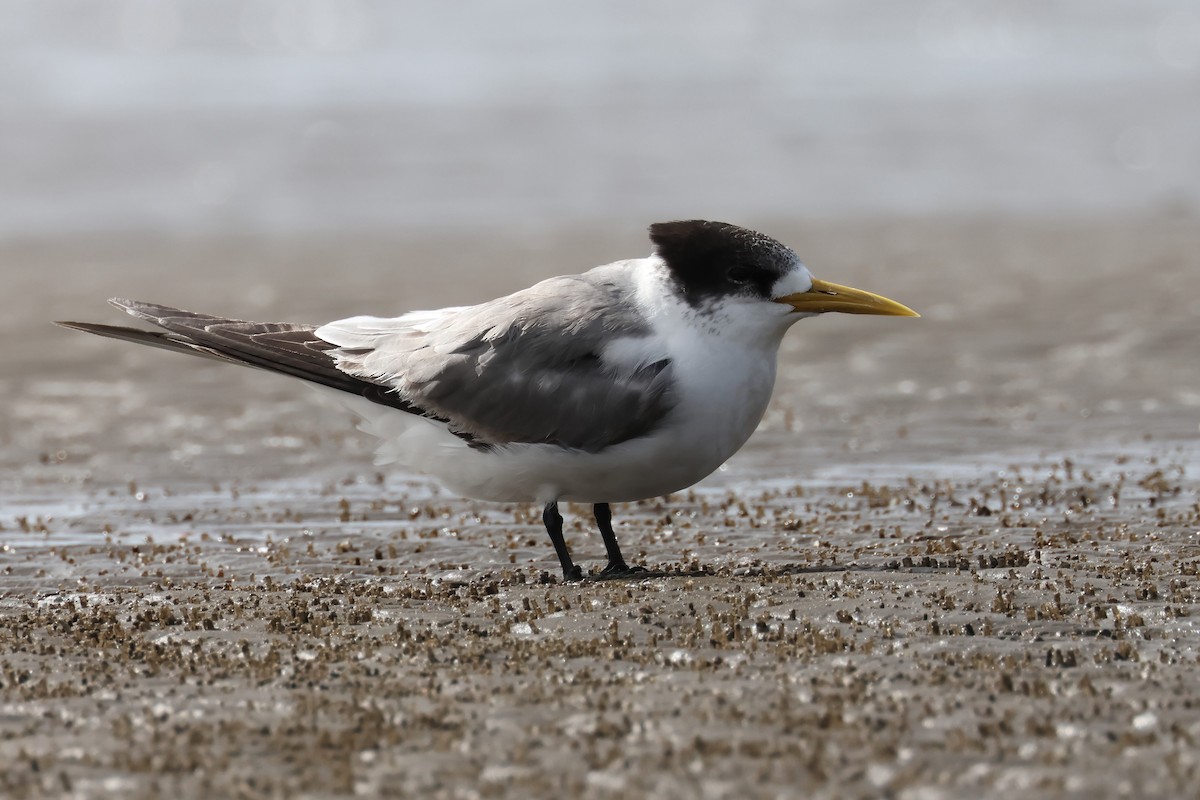 Great Crested Tern - ML621180546