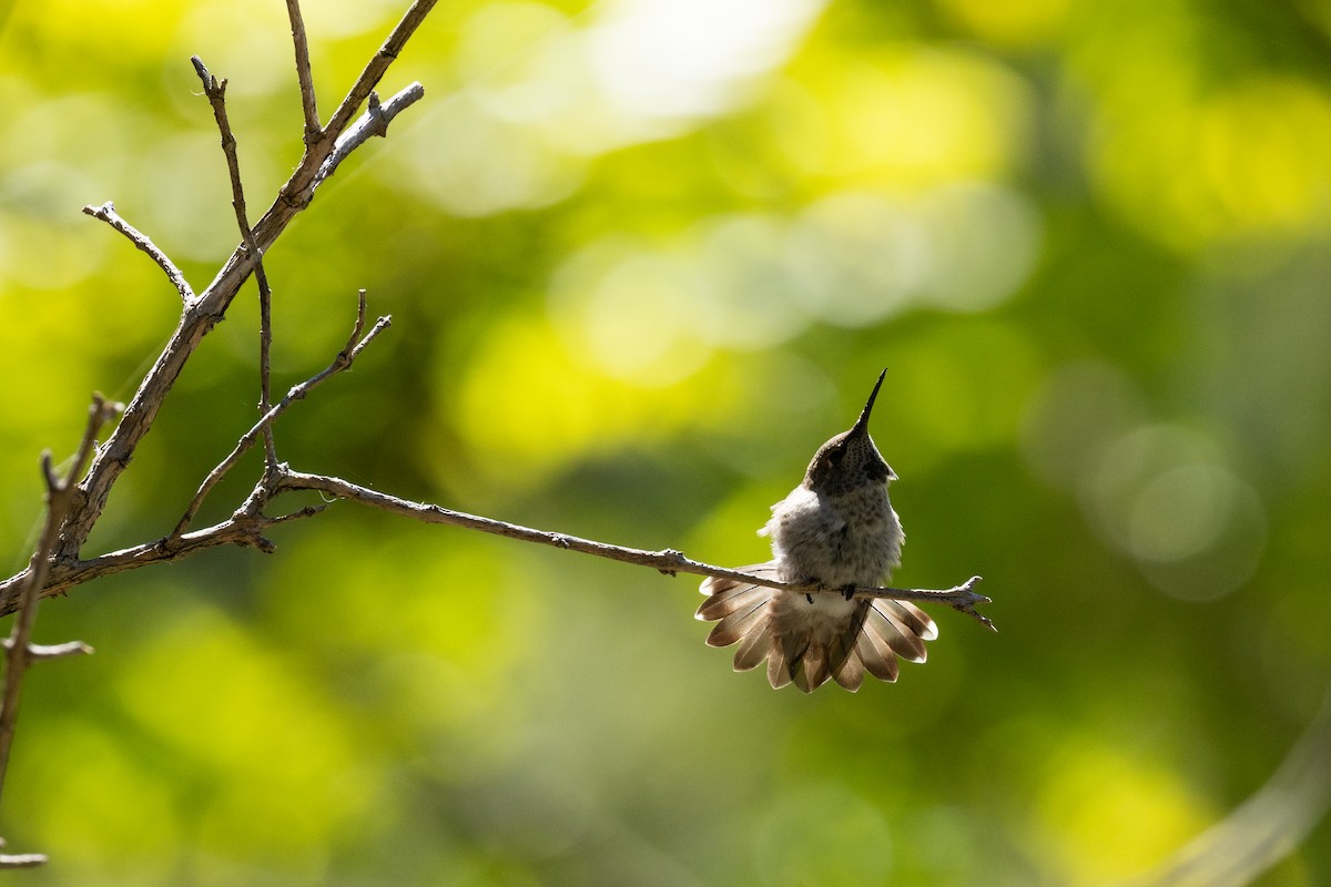 Anna's Hummingbird - ML621180574