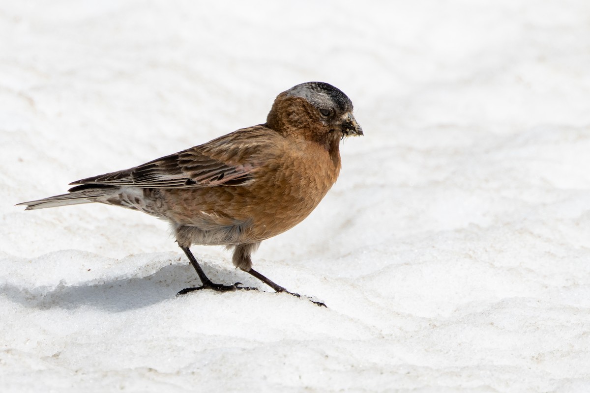 Gray-crowned Rosy-Finch (Gray-crowned) - ML621180592