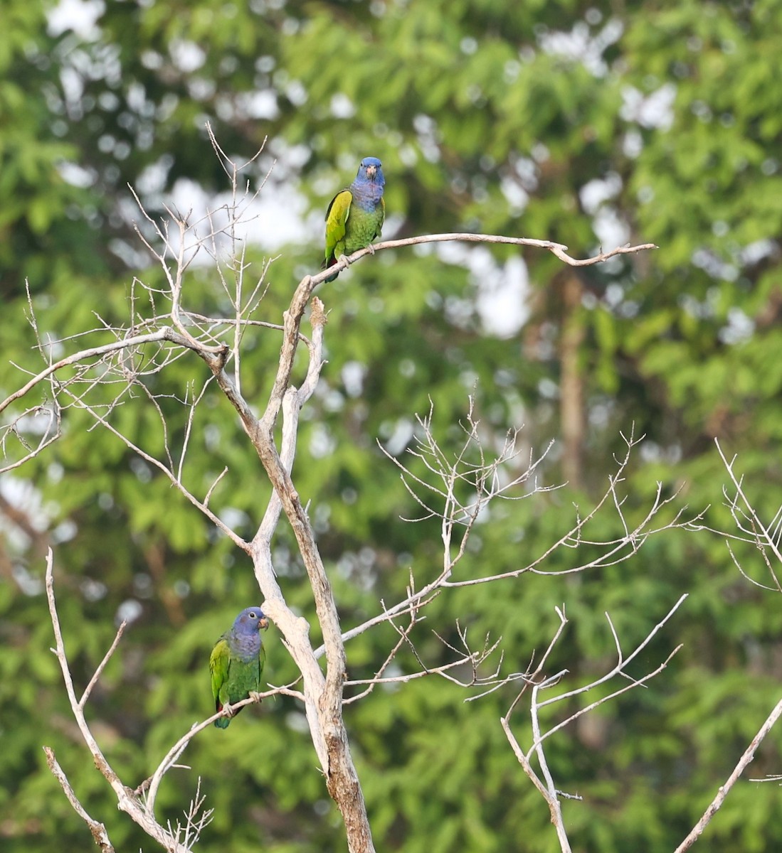 Blue-headed Parrot - ML621180606