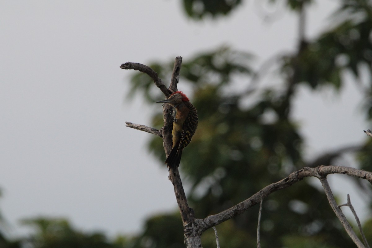 Hispaniolan Woodpecker - ML621180614