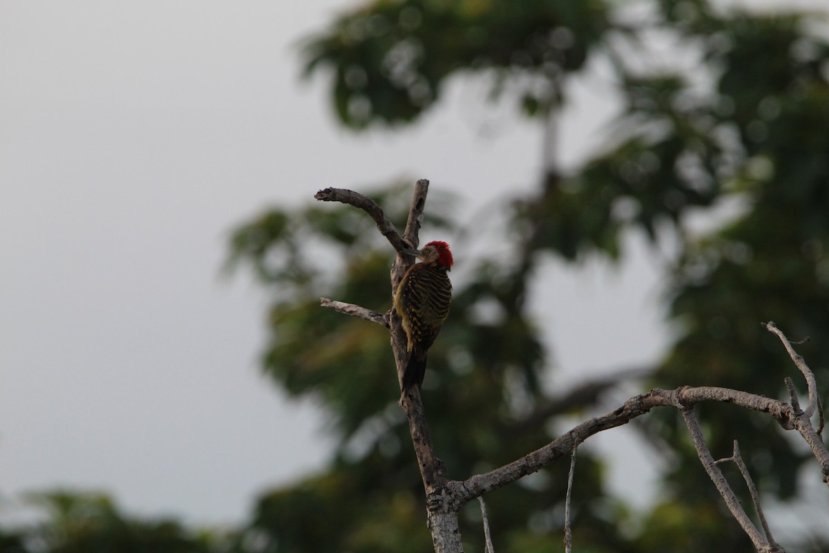 Hispaniolan Woodpecker - ML621180621