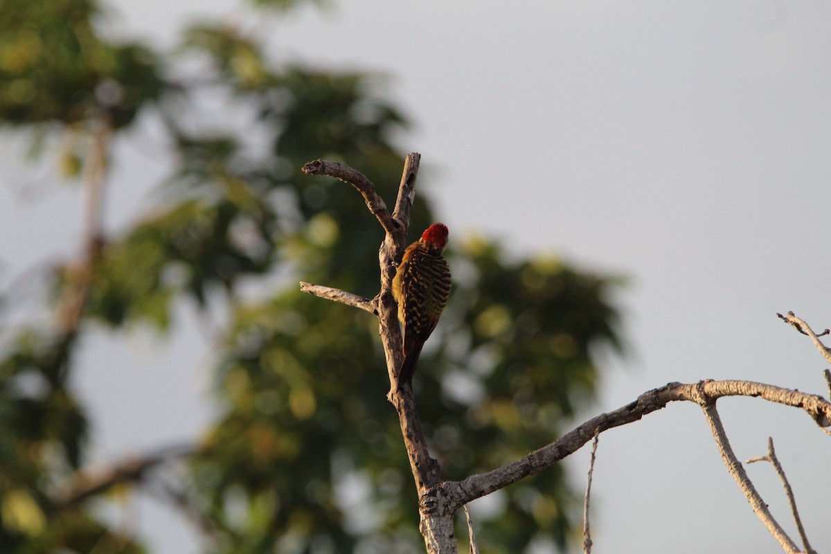 Hispaniolan Woodpecker - ML621180623