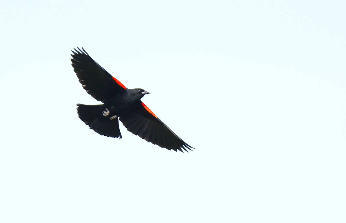 Red-winged Blackbird - ML621180638