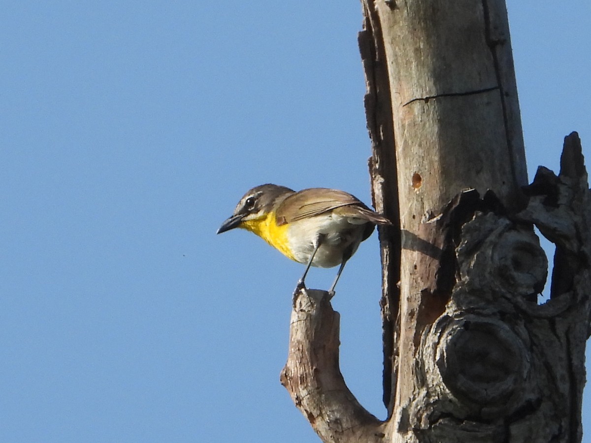 Yellow-breasted Chat - ML621180653
