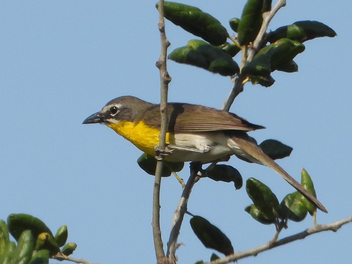 Yellow-breasted Chat - ML621180655