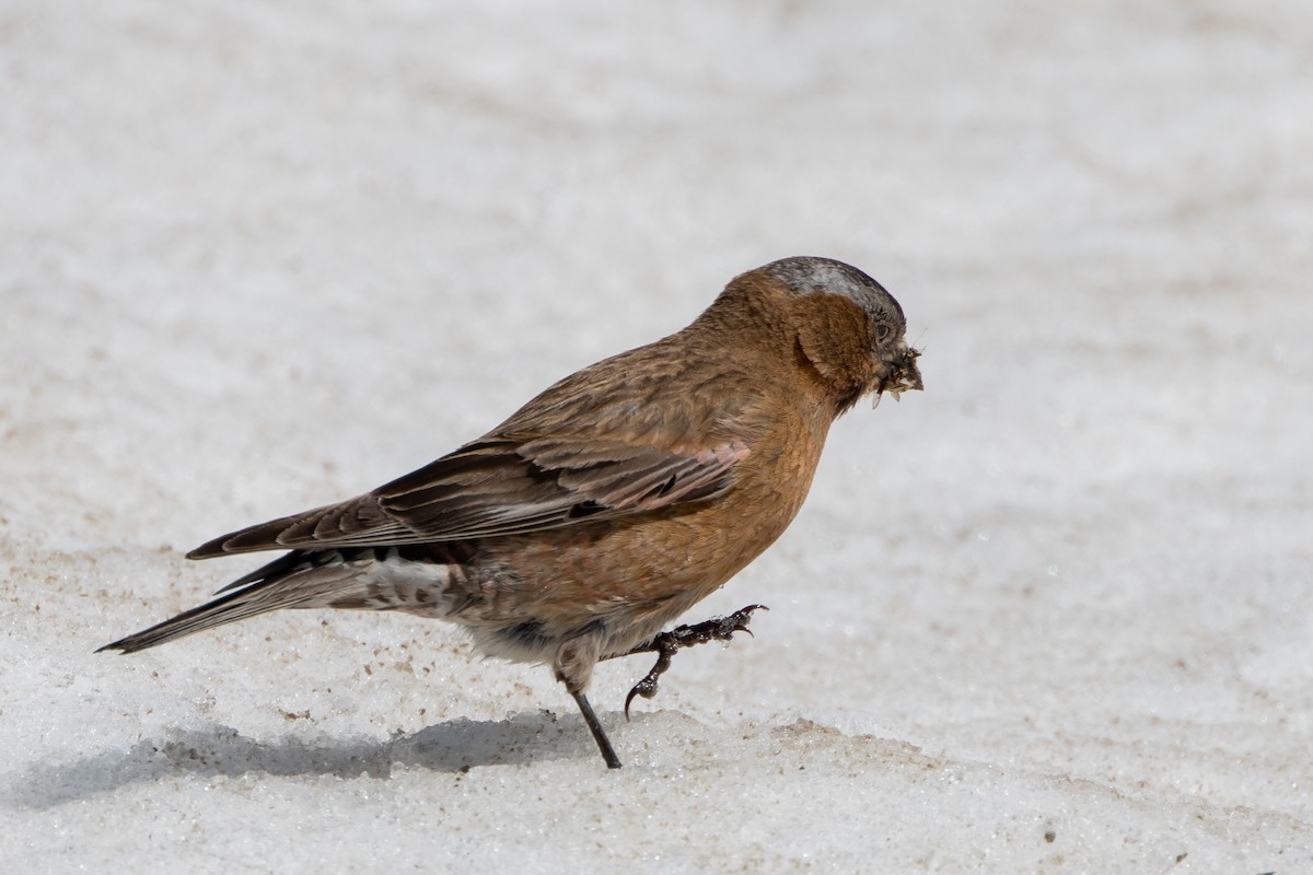 Gray-crowned Rosy-Finch (Gray-crowned) - ML621180668